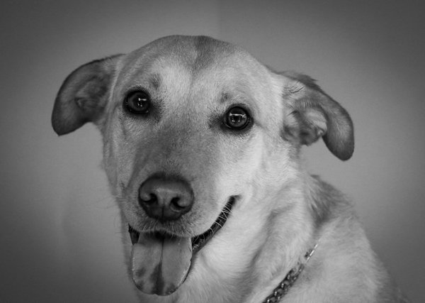 Assurance chevaux : clé pour la sécurité équine