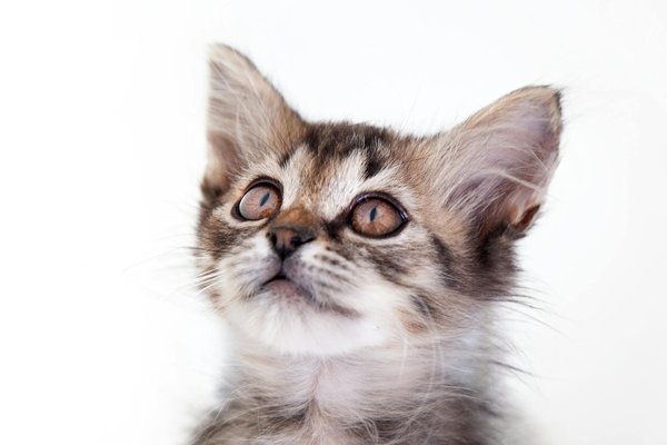 Ladybel : des produits écoresponsables pour vos compagnons furry