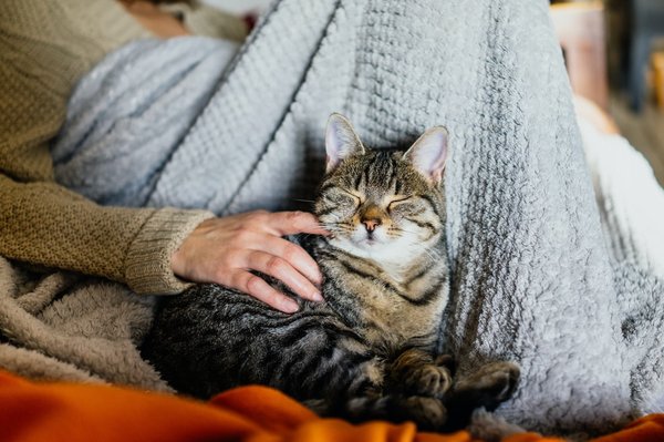 Comment les chats deviennent les meilleurs animaux de compagnie ?