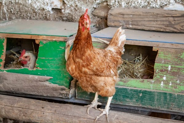 Poulailler en bois : focus sur le meilleur pour votre activité d'élevage