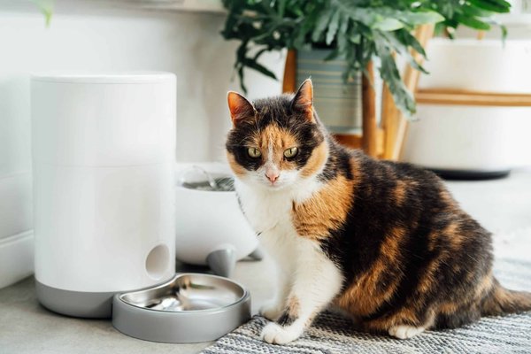 Pourquoi acheter une fontaine à eau pour chat ?