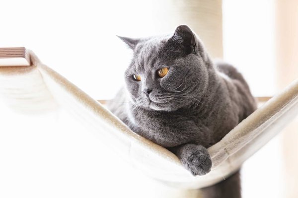 Quels sont les avantages d'un hamac pour chat et comment en tirer pleinement profit ?