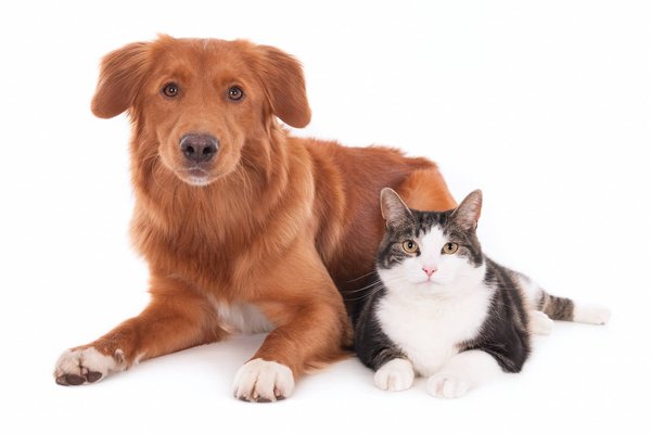 Est-il possible d'adopter à la fois un chien et un chat ?
