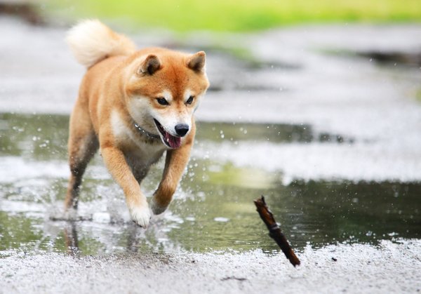 Les caractéristiques physiques distinctives du shiba inu : un chien au charme unique